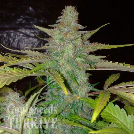 Diyarbakır’da Auto Northern Lights feminised Ganja Seeds kenevir tohumu Auto Northern Lights feminised Ganja Seeds