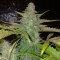Diyarbakır’da  Auto Northern Lights feminised Ganja Seeds kenevir tohumu
