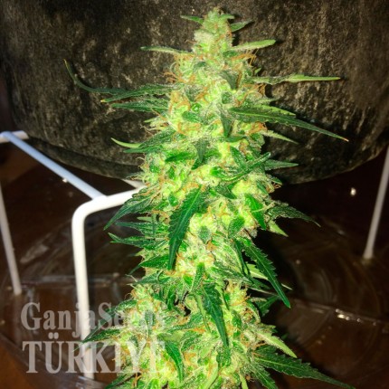 Fethiye’de Auto Northern Lights feminised Ganja Seeds kenevir tohumu Auto Northern Lights feminised Ganja Seeds