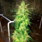 Fethiye’de  Auto Northern Lights feminised Ganja Seeds kenevir tohumu