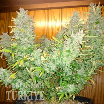 Bursa’da Auto Northern Lights feminised Ganja Seeds kenevir tohumu Auto Northern Lights feminised Ganja Seeds