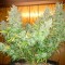 Bursa’da  Auto Northern Lights feminised Ganja Seeds kenevir tohumu