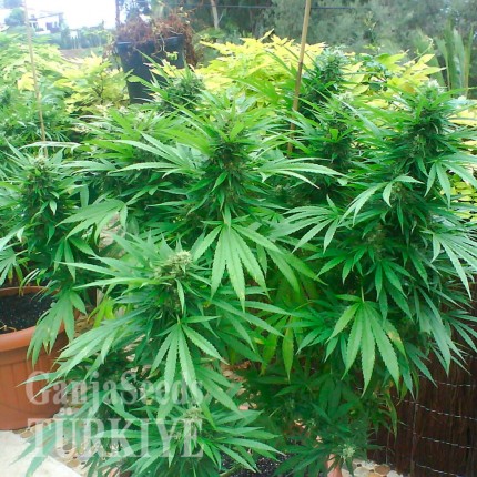 Adana’da Auto Northern Lights feminised Ganja Seeds kenevir tohumu Auto Northern Lights feminised Ganja Seeds