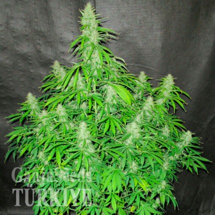 Aydın’da Auto Northern Lights feminised Ganja Seeds kenevir tohumu Auto Northern Lights feminised Ganja Seeds