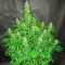 Aydın’da  Auto Northern Lights feminised Ganja Seeds kenevir tohumu