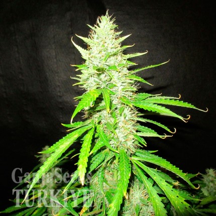 Çanakkale’de Auto Northern Lights feminised Ganja Seeds kenevir tohumu Auto Northern Lights feminised Ganja Seeds
