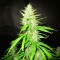Çanakkale’de  Auto Northern Lights feminised Ganja Seeds kenevir tohumu