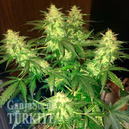 Denizli’de Auto Northern Lights feminised Ganja Seeds kenevir tohumu Auto Northern Lights feminised Ganja Seeds