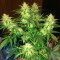 Denizli’de  Auto Northern Lights feminised Ganja Seeds kenevir tohumu