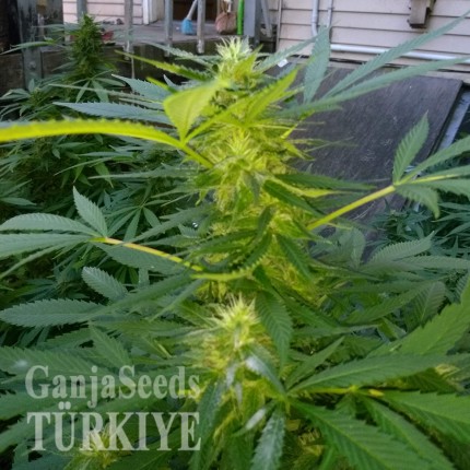 Grapefruit Haze feminised Ganja Seeds