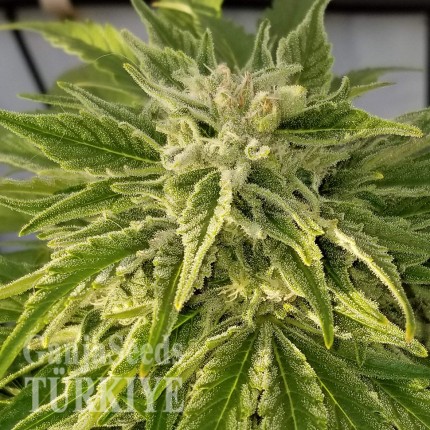 Hatay’da Auto Bubble Gum feminised Ganja Seeds kenevir tohumu Auto Bubble Gum feminised Ganja Seeds