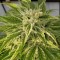 Hatay’da  Auto Bubble Gum feminised Ganja Seeds kenevir tohumu