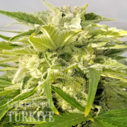 Isparta’da Auto Bubble Gum feminised Ganja Seeds kenevir tohumu Auto Bubble Gum feminised Ganja Seeds
