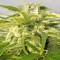Isparta’da  Auto Bubble Gum feminised Ganja Seeds kenevir tohumu