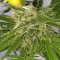 Konya’da Auto Bubble Gum feminised Ganja Seeds  kenevir tohumu