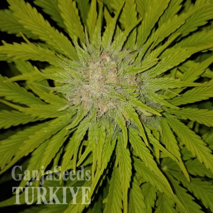 Mardin’de Auto Bubble Gum feminised Ganja Seeds kenevir tohumu Auto Bubble Gum feminised Ganja Seeds
