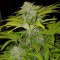 Denizli’de  Auto Bubble Gum feminised Ganja Seeds kenevir tohumu
