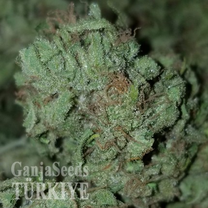 Rize’de Auto Bubble Gum feminised Ganja Seeds kenevir tohumu Auto Bubble Gum feminised Ganja Seeds