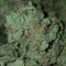 Rize’de  Auto Bubble Gum feminised Ganja Seeds kenevir tohumu