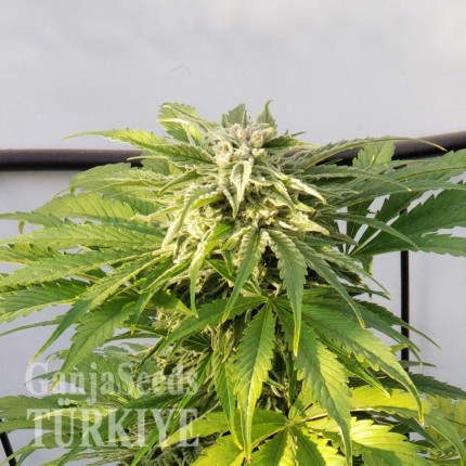 Samsun’da Auto Bubble Gum feminised Ganja Seeds kenevir tohumu Auto Bubble Gum feminised Ganja Seeds