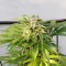 Samsun’da  Auto Bubble Gum feminised Ganja Seeds kenevir tohumu
