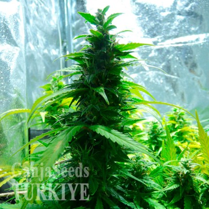 Auto Super Skunk feminised Ganja Seeds