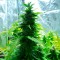 Trabzon’da  Auto Super Skunk feminised Ganja Seeds kenevir tohumu