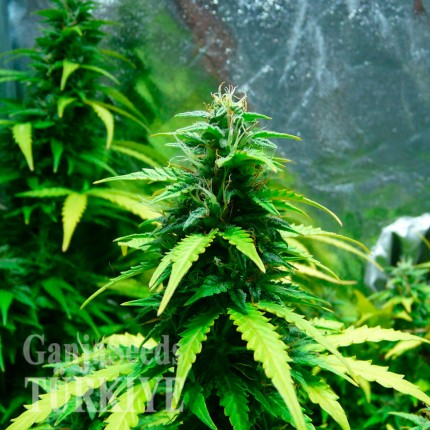 Auto Super Skunk feminised Ganja Seeds