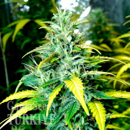 Auto Super Skunk feminised Ganja Seeds
