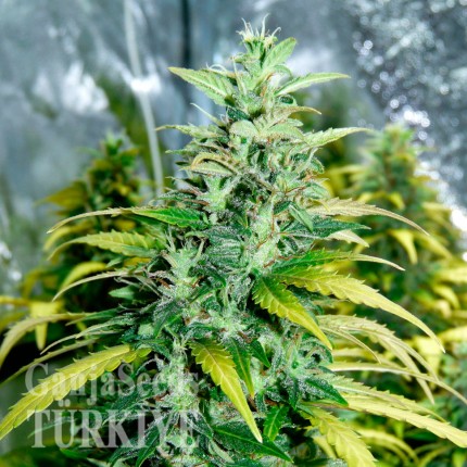 Auto Super Skunk feminised Ganja Seeds
