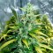 Auto Super Skunk feminised Ganja Seeds Otomatik çiçeklenen kenevir tohumları