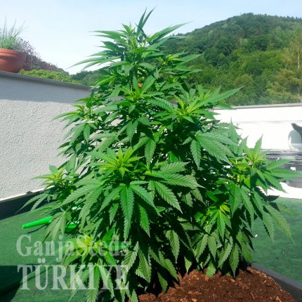 Auto Super Skunk feminised Ganja Seeds