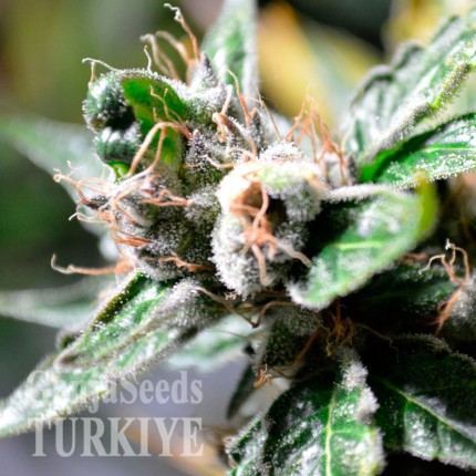 Auto Super Skunk feminised Ganja Seeds