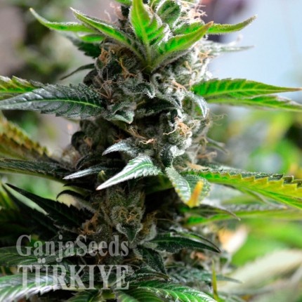 Auto Super Skunk feminised Ganja Seeds