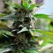 Auto Super Skunk feminised Ganja Seeds Kenevir tohumları