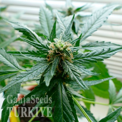 Auto Super Skunk feminised Ganja Seeds