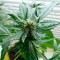 Auto Super Skunk feminised Ganja Seeds Online kenevir tohumu