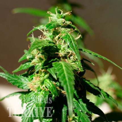 Auto Super Skunk feminised Ganja Seeds