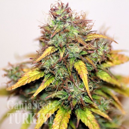 Auto Kush feminised Ganja Seeds Kenevir tohumları internet mağazası Auto Kush feminised Ganja Seeds