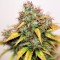 Auto Kush feminised Ganja Seeds Kenevir tohumları internet mağazası