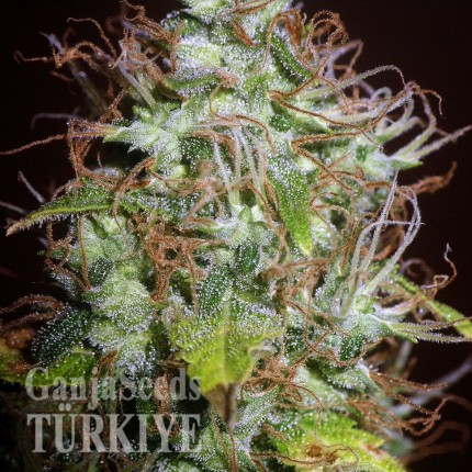 Türkiye’de Auto Kush feminised Ganja Seeds kenevir tohumu Auto Kush feminised Ganja Seeds