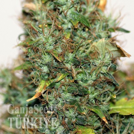 İstanbul’da Auto Kush feminised Ganja Seeds kenevir tohumu Auto Kush feminised Ganja Seeds
