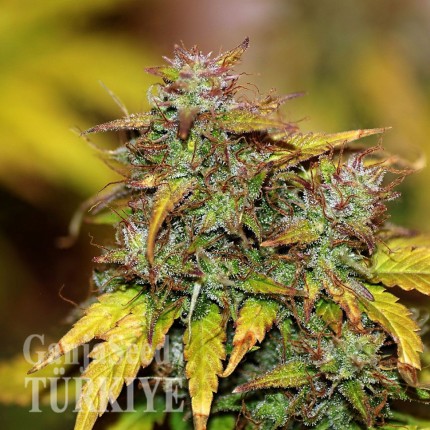 Auto Kush feminised Ganja Seeds Otoçiçeklenen kenevir tohumları Auto Kush feminised Ganja Seeds