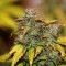 Auto Kush feminised Ganja Seeds Otoçiçeklenen kenevir tohumları