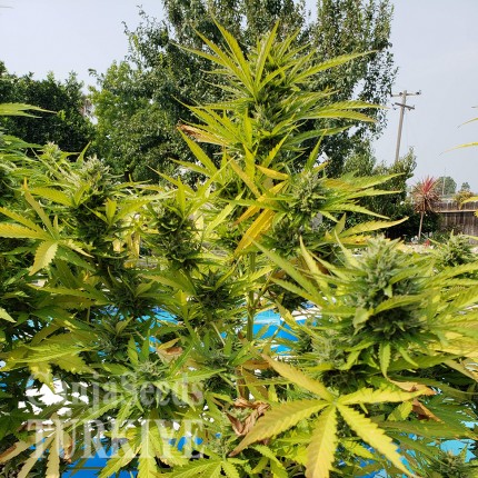 İzmir’de Auto Kush feminised Ganja Seeds kenevir tohumu Auto Kush feminised Ganja Seeds