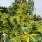 İzmir’de  Auto Kush feminised Ganja Seeds kenevir tohumu