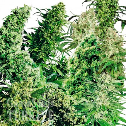 Adana’da MIX feminised Ganja Seeds kenevir tohumu MIX feminised Ganja Seeds