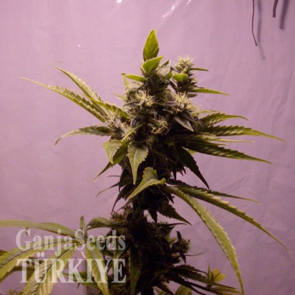 Auto Amnesia feminised Ganja Seeds Otoçiçeklenen kenevir tohumları Auto Amnesia feminised Ganja Seeds