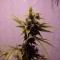 Auto Amnesia feminised Ganja Seeds Otoçiçeklenen kenevir tohumları