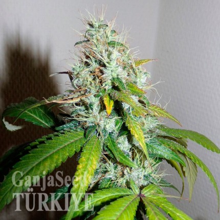 Auto Amnesia feminised Ganja Seeds Kenevir tohumları internet mağazası Auto Amnesia feminised Ganja Seeds